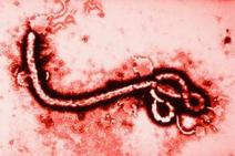 ebola